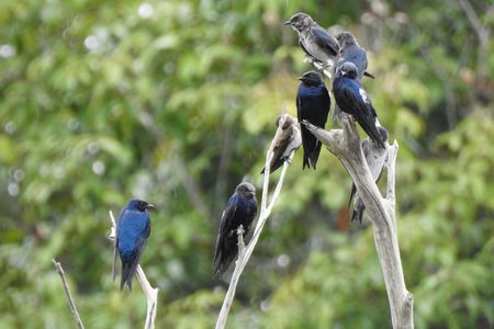 Purple martins perch on a branch in the Brazilian Amazon.