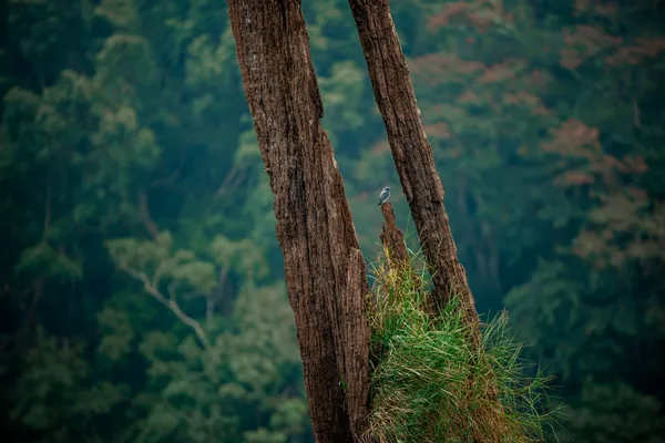 Periyar WILD LIFE thumbnail