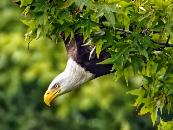 Bald Eagle Taking Flight thumbnail