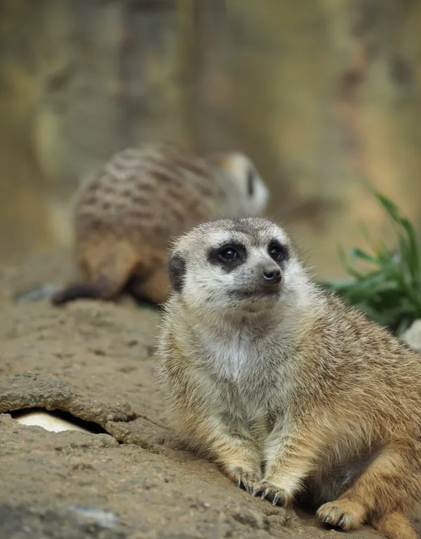 The Thinking Mongoose thumbnail