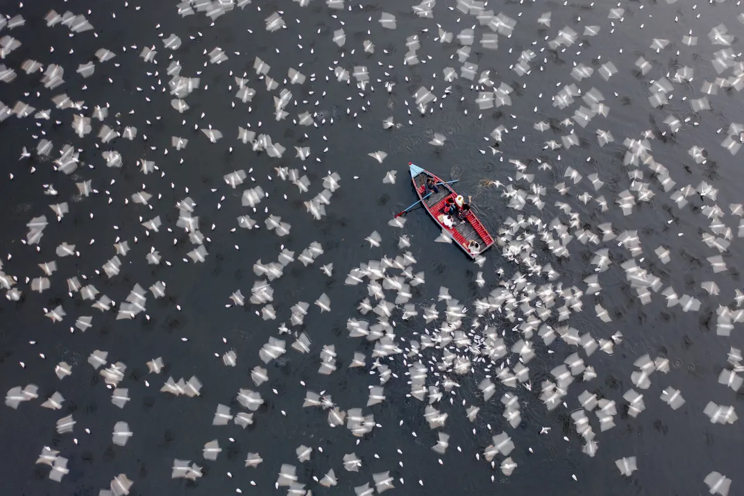 a small rowboat sits in water among hundreds of birds