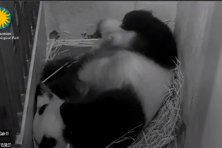 Screen grab from Panda Cam