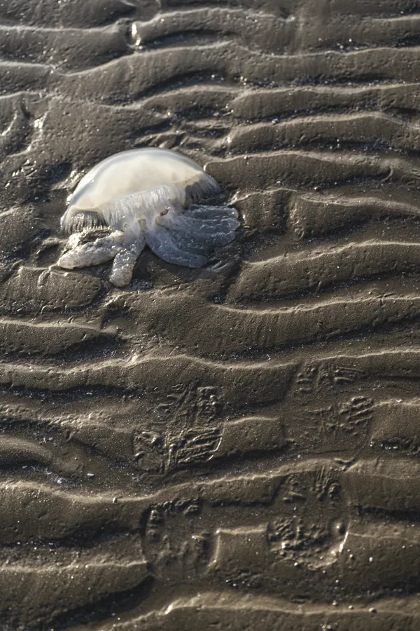 Lines of Death thumbnail