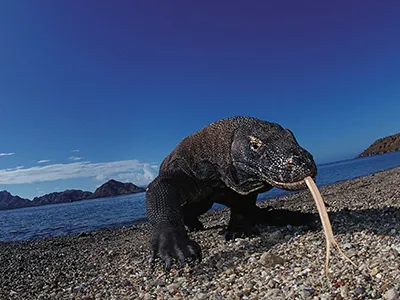 Previously off the beaten path, Komodo island is now one of Indonesia’s most popular travel destinations.