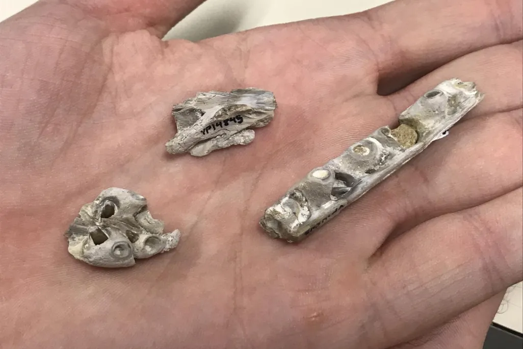 Tylosaurus Bones
