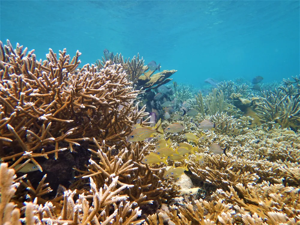 Yellow fish swim  in front of coral reef