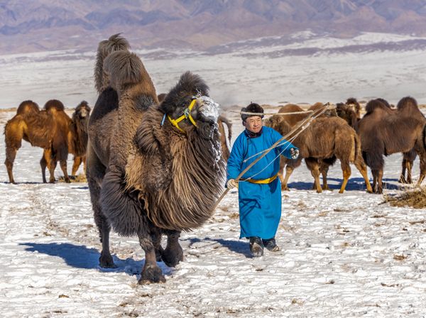 Mongolian Herder thumbnail
