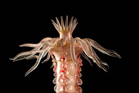 The oaten pipes hydroid (Tubularia indivisa) is a small colonial predator native to the North Atlantic.