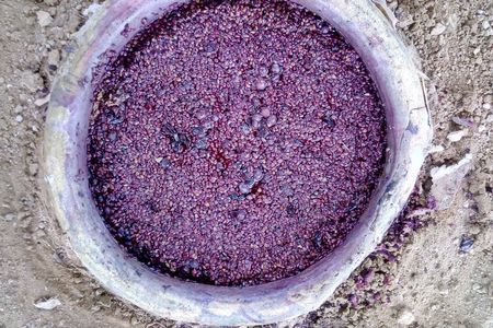 Unearthing a karas (large storage vessel, amphorae) at Trinity Canyon Vineyards. (My Armenia Program
)