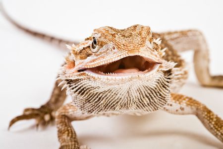 A bearded dragon moves in for a close-up. The Australian lizards face threats from habitat loss and rising temperatures.