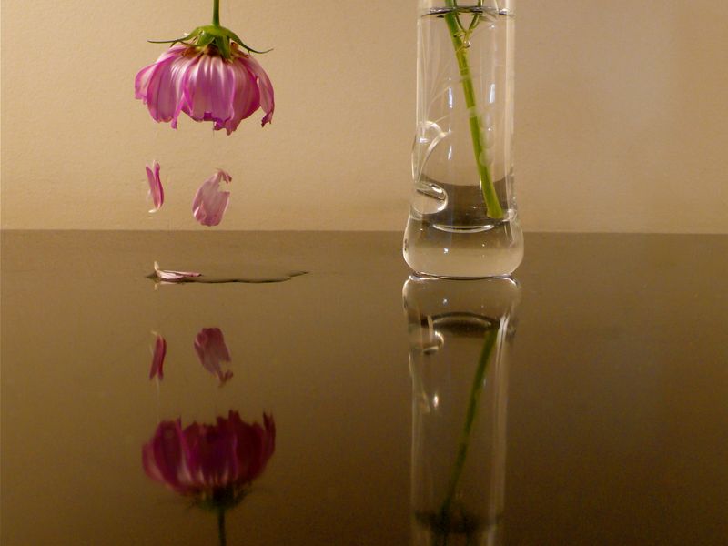 The crying flower Smithsonian Photo Contest Smithsonian Magazine