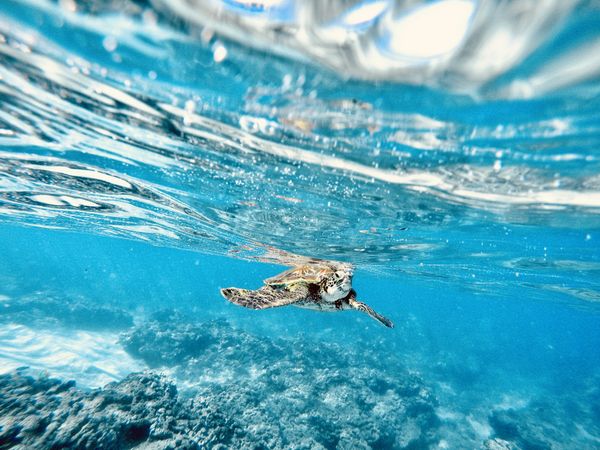 A Hawaiian green sea turtle swimming in the ocean. thumbnail