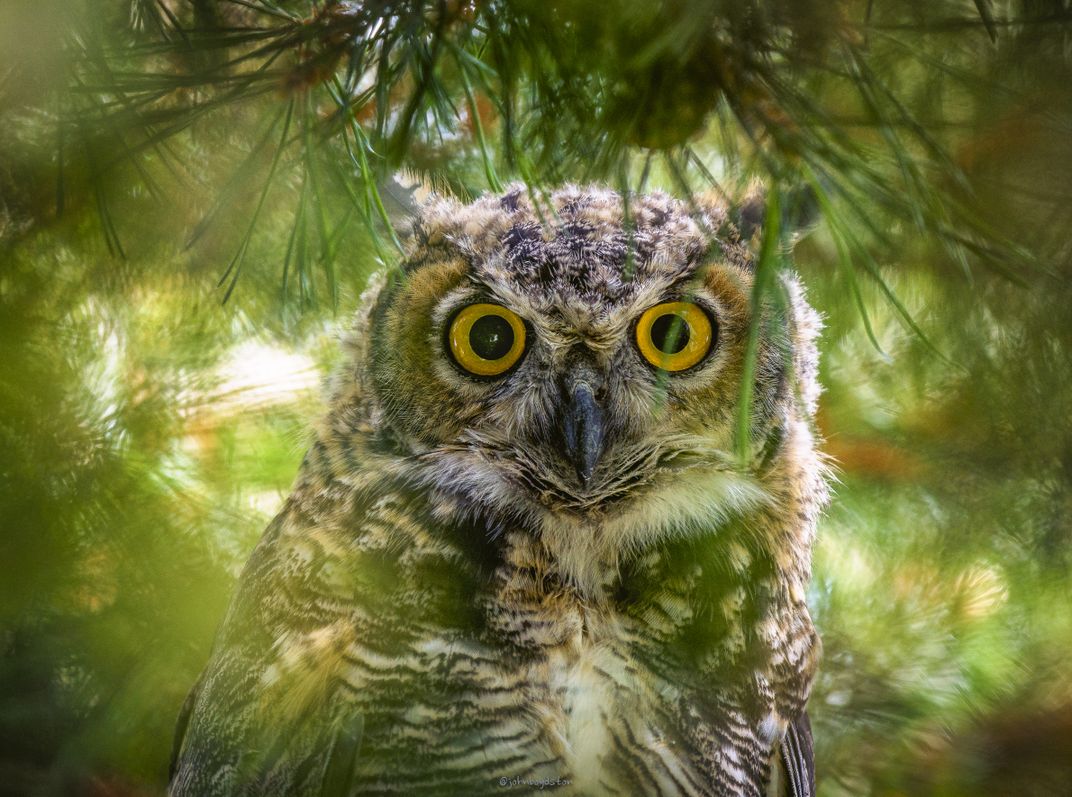 Owl Outside My WIndow | Smithsonian Photo Contest | Smithsonian Magazine