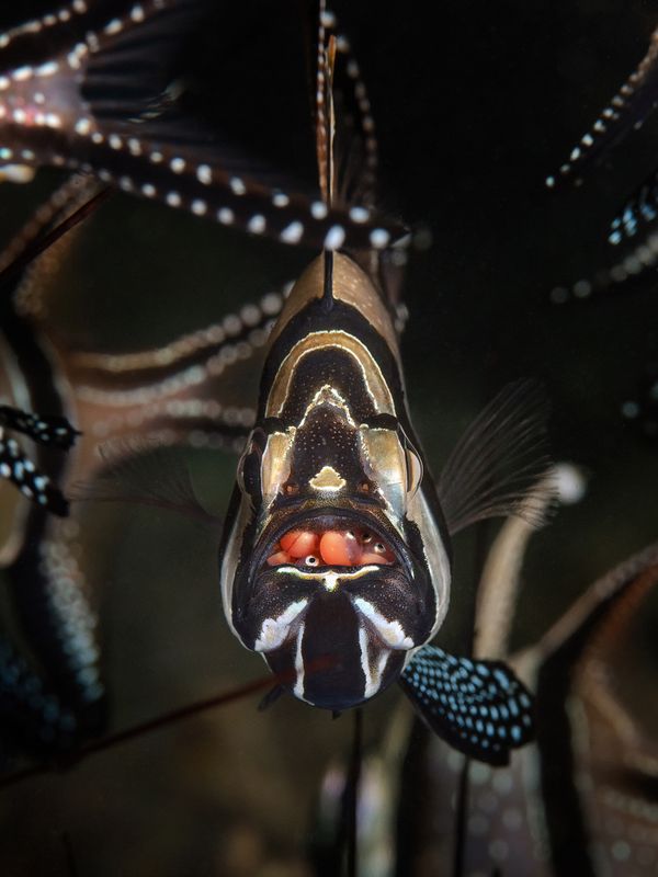 Banggai Cardinalfish thumbnail