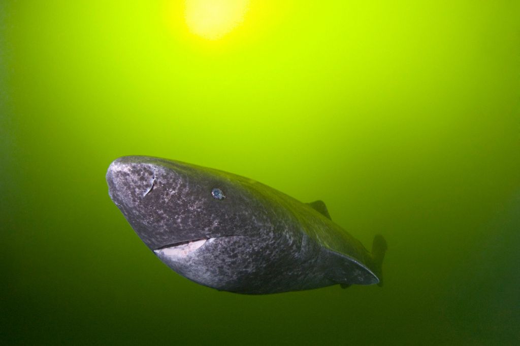 greenland shark