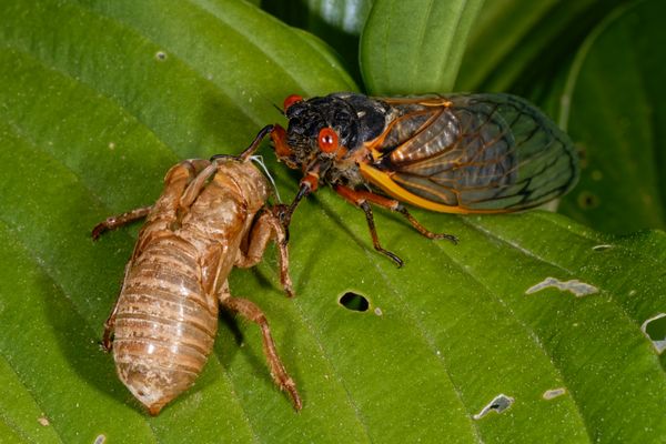 Cicada Mania 3 thumbnail