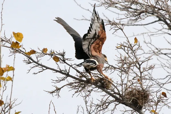 Harris's Hawk Steals Nest thumbnail