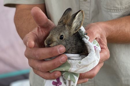 USFWS_20210929_Columbia Basin Pygmy Rabbit 2_ ALaValle.jpeg