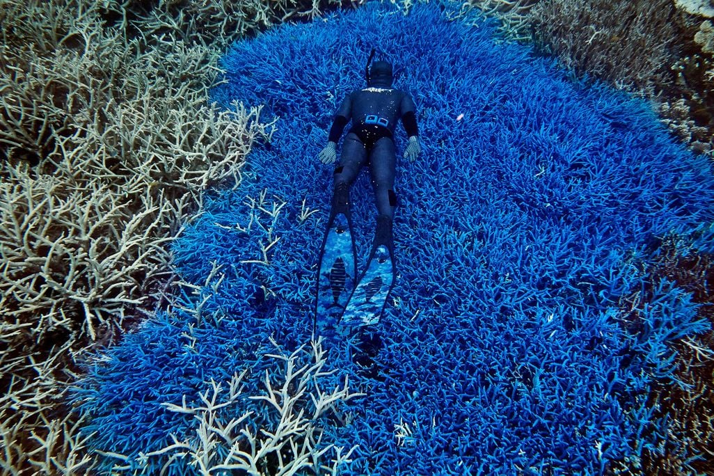Reef Diver
