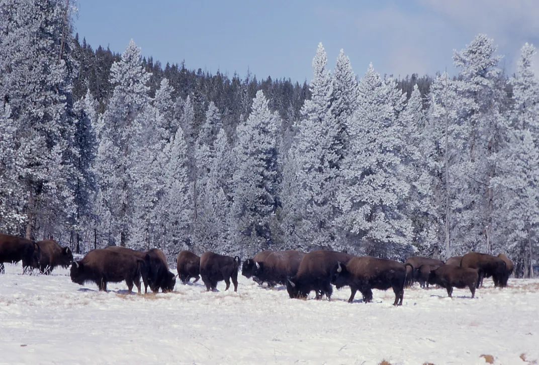 Bison in Yellowstone National Park
