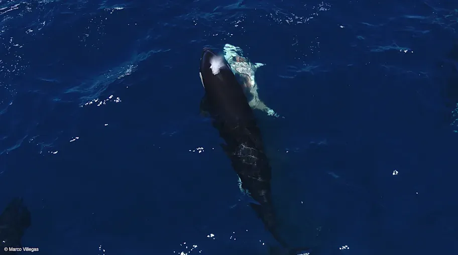 Orca swimming next to much smaller shark