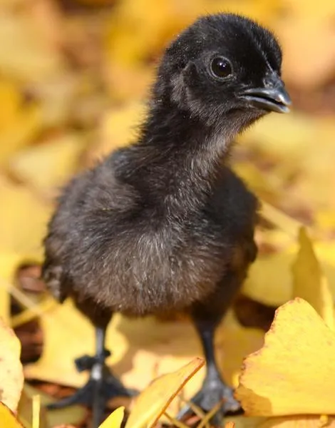 black baby chickens