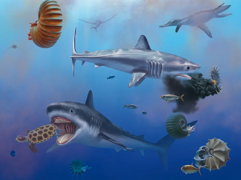 An artist's illustration of two giant Ptychodus sharks eating sea turtles and ammonites in open water