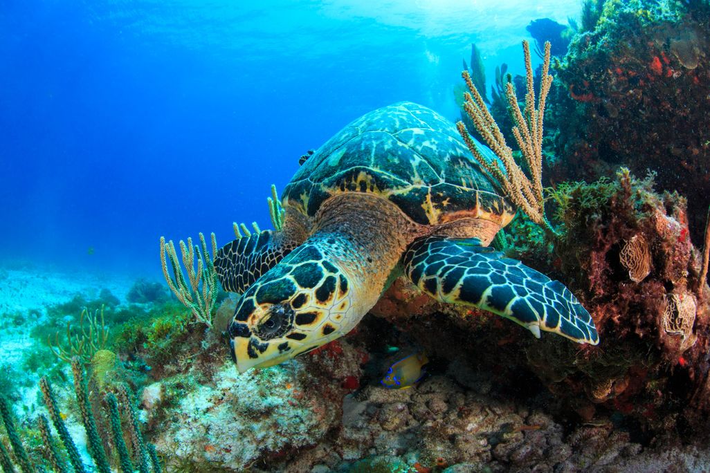 sea turtle