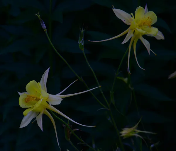 columbine thumbnail