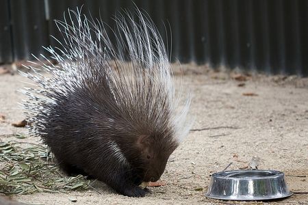 Porcupines can be vicious killers. But not this one. This one is adorable.