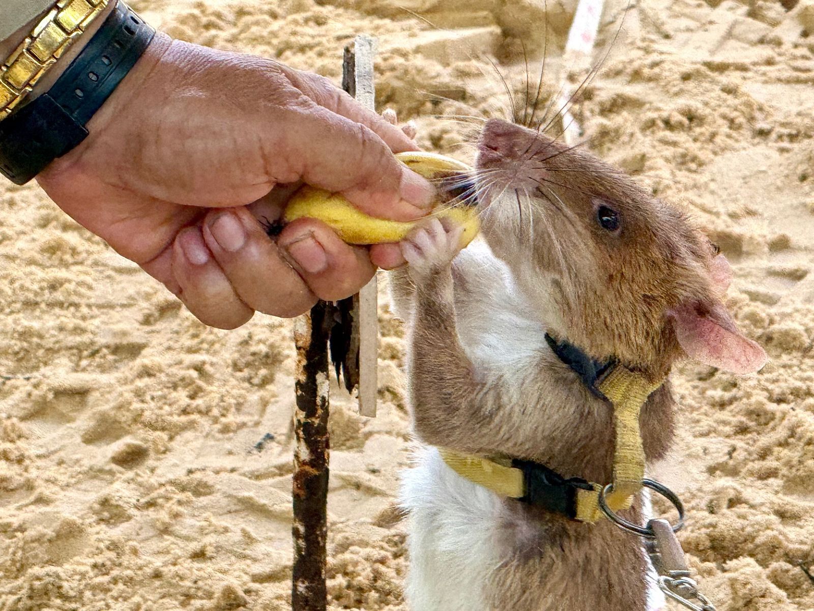 A Small Rodent Hero Left a Giant Legacy. Now, Cambodia Honors This Famous Bomb-Sniffing Rat With a Seven-Foot Statue