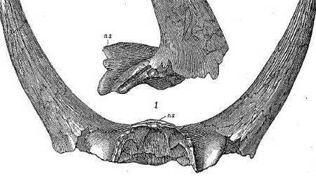 The horns of Marsh's Bison alticornis, now recognized as those of a ceratopsian dinosaur.