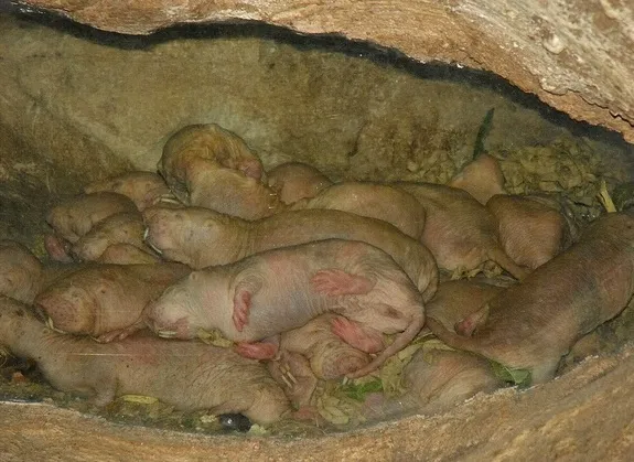 20121108065017mole-rats.jpg