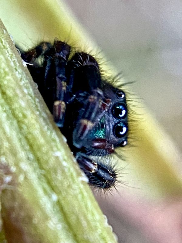 Cute spider on a plant thumbnail