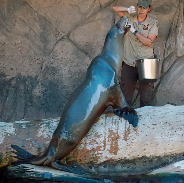 zookeeper feeding a sea lion thumbnail