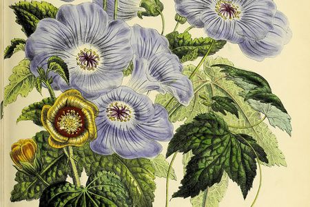 Mrs. Jane Loudon’s The Ladies' Flower-Garden of Ornamental Greenhouse Plants (1848)