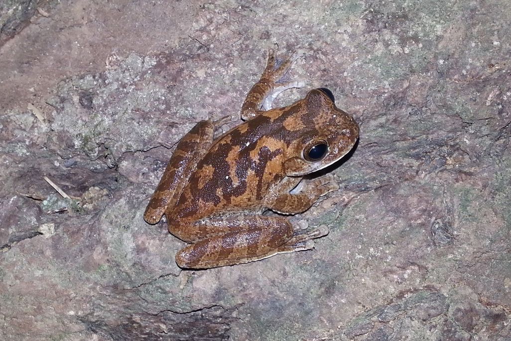 Pug-nosed tree frog