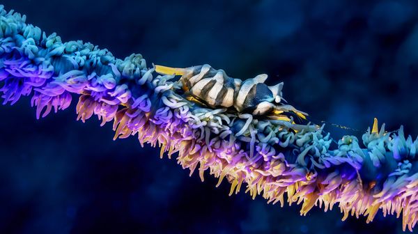 Small shrimp on a whip coral underwater thumbnail