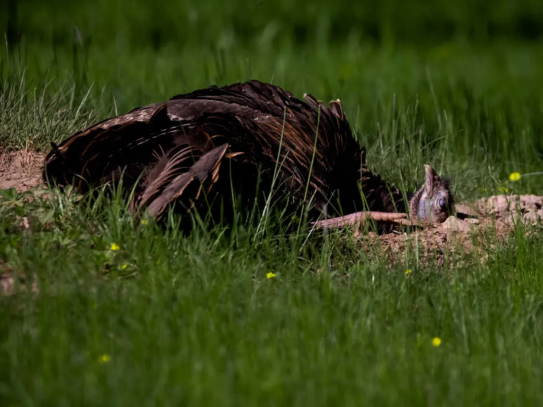 Turkey Dust Bathing Her Head