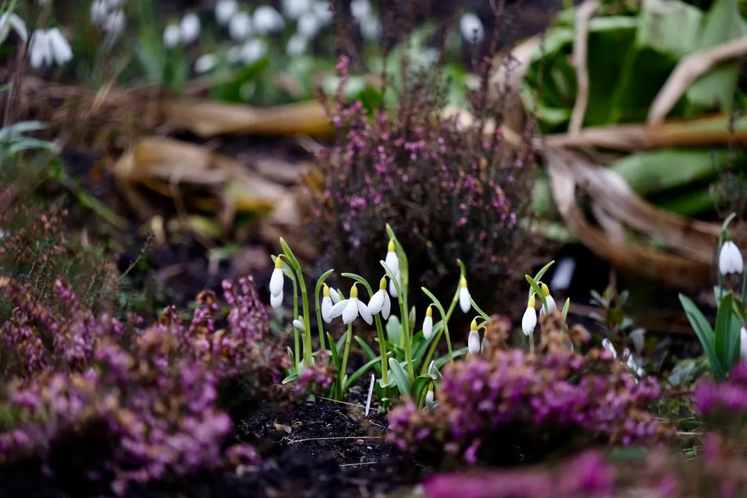 snowdrops with yellow at the base of each flower droop in a clearing surrounded by purple blooms