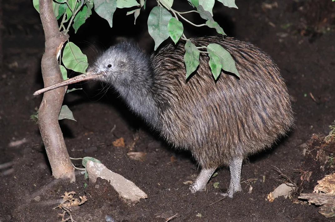 The New Zealand Kiwi