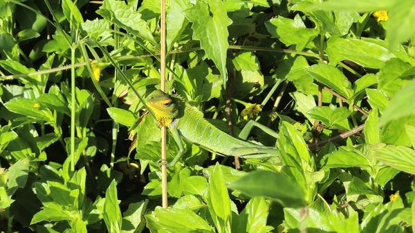 A forest lizard camouflaged perfectly with its surroundings thumbnail