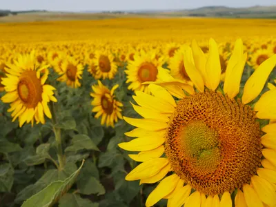 North Dakota&rsquo;s sunflower superbloom is underway.