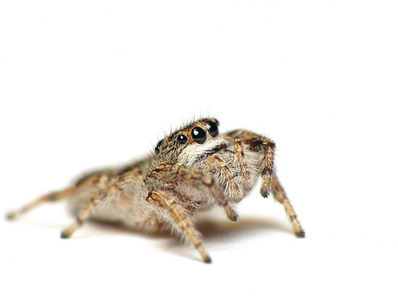 Bronze Jumping Spider