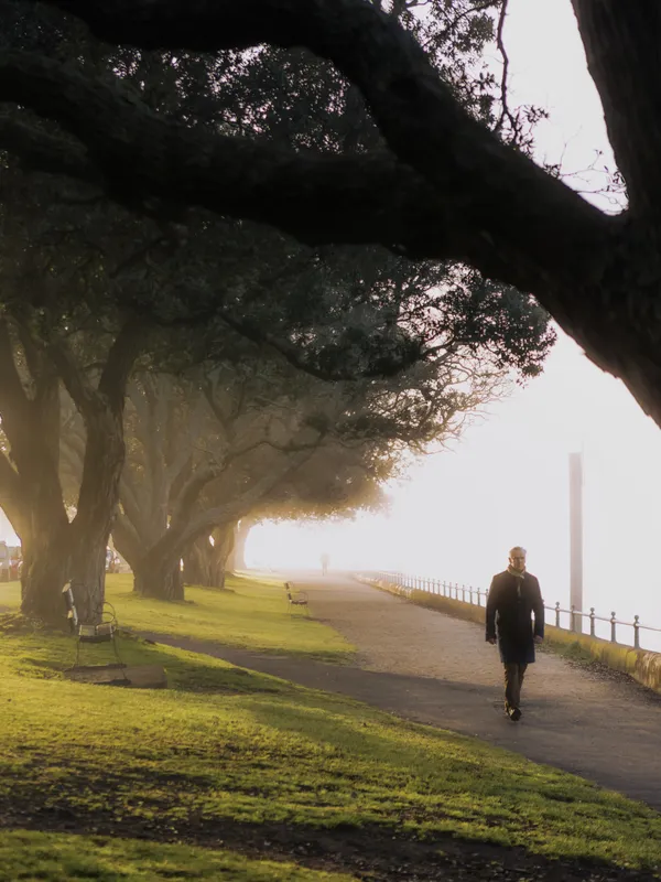 Silent Walk Beneath the Winter Fog thumbnail