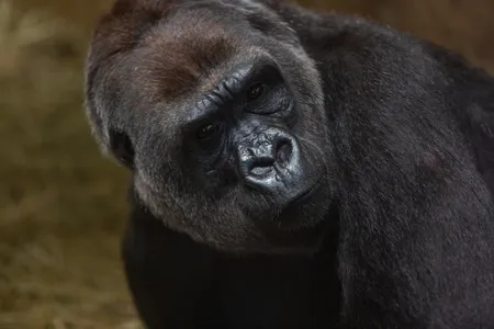 Calaya gave birth to the Zoo's first male western lowland gorilla in nine years.
