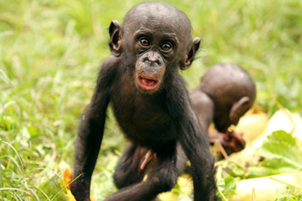 Baby bonobos share papayas