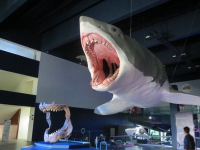 Reconstruction of a full-scale megalodon and a set of teeth at the Museo de la Evoluci&oacute;n de Puebla in Mexico.