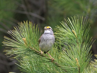Canada's white-throated sparrows have remixed their classic song by trading a series of triplets for doublets at the end.
