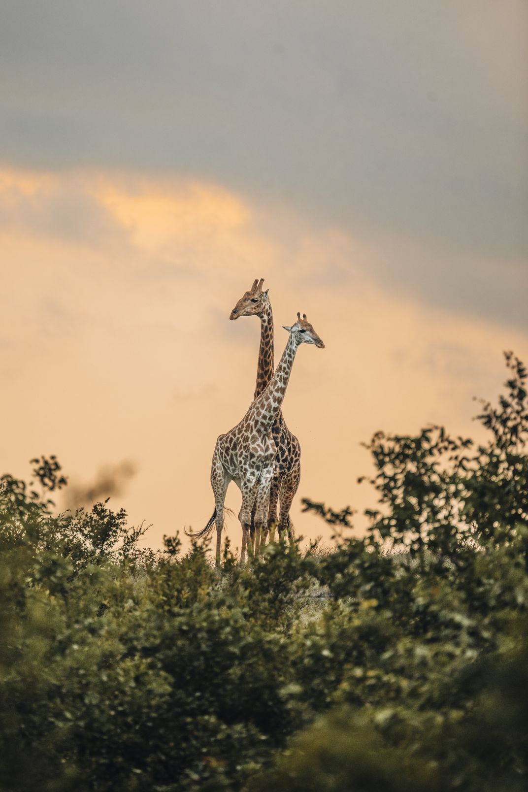 A Giraffes World Smithsonian Photo Contest Smithsonian Magazine